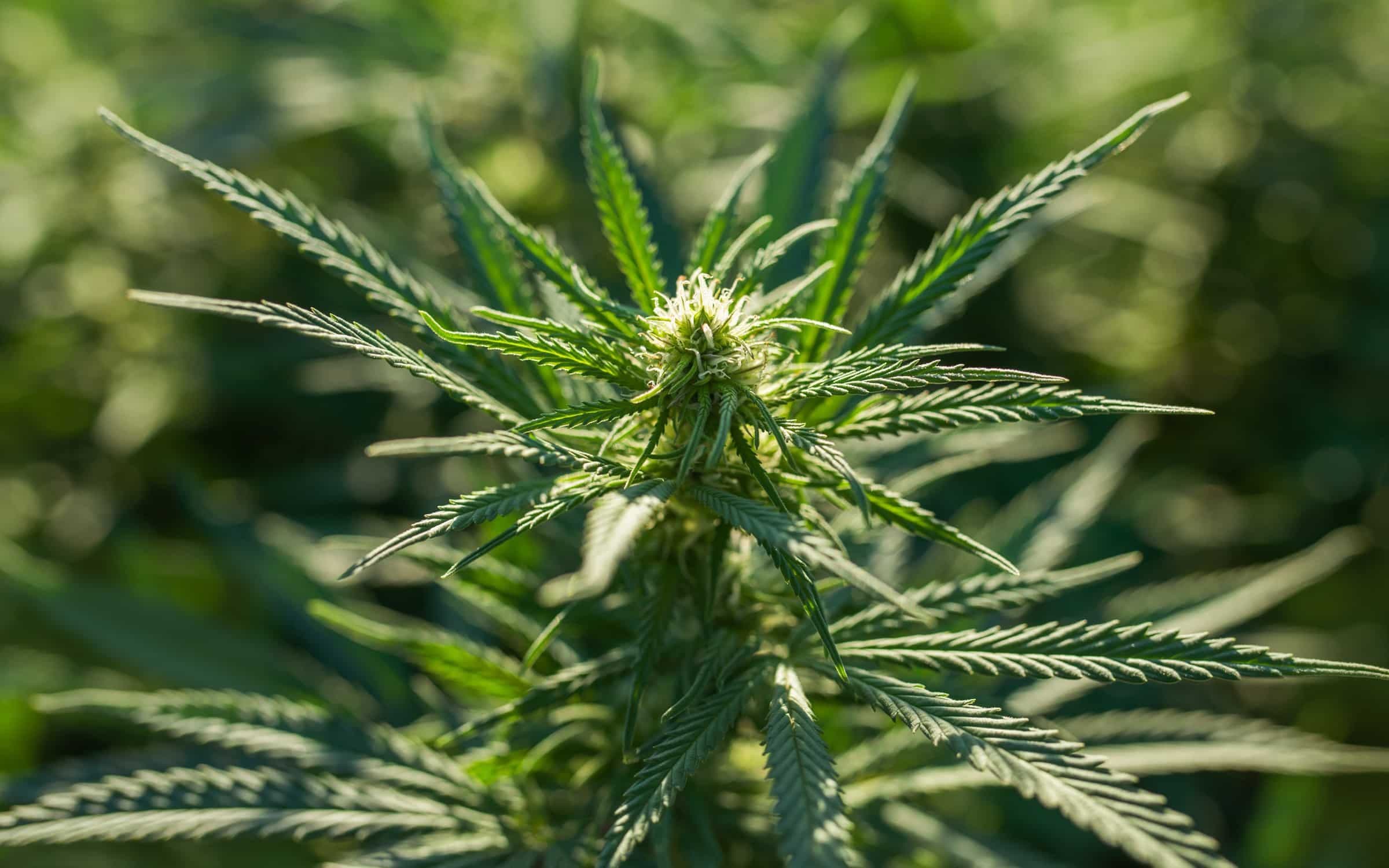 CBD Skunk Haze
