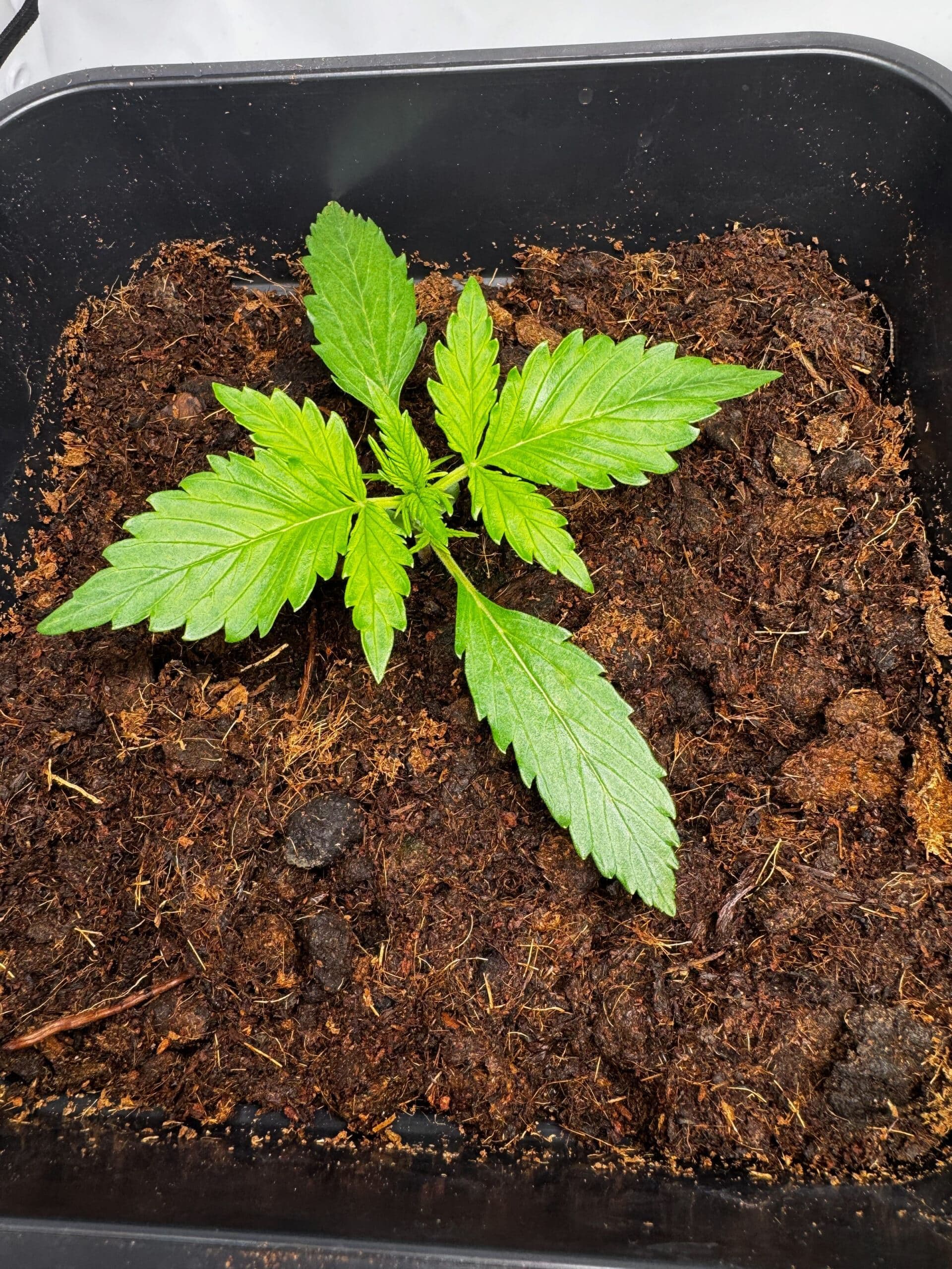 Cannabis Sämling