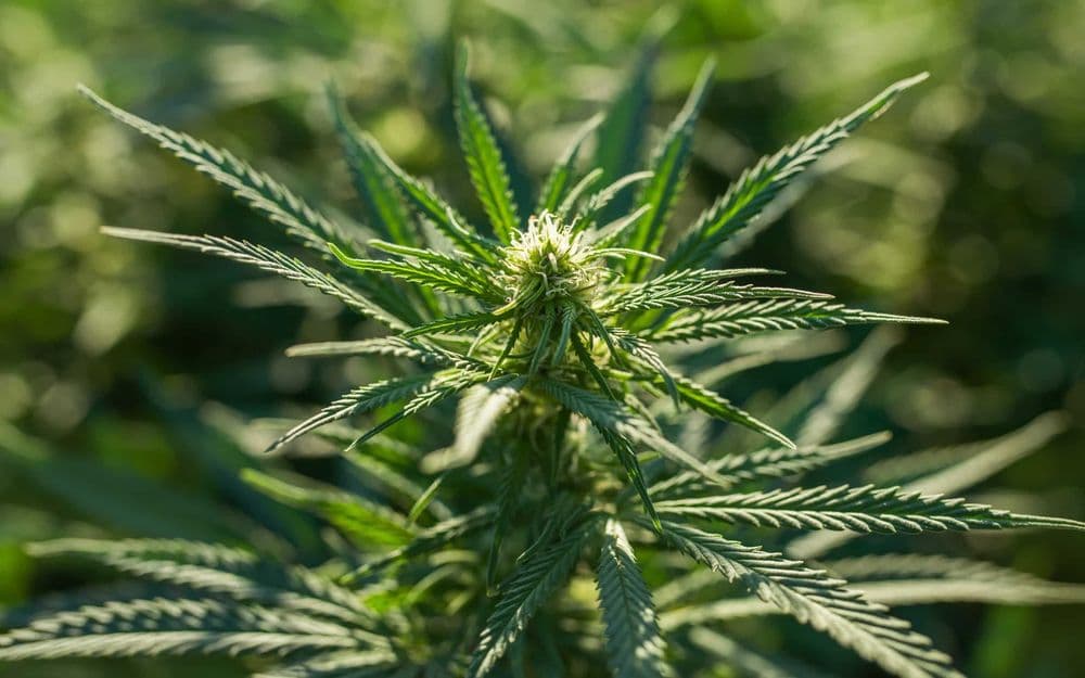 CBD Skunk Haze