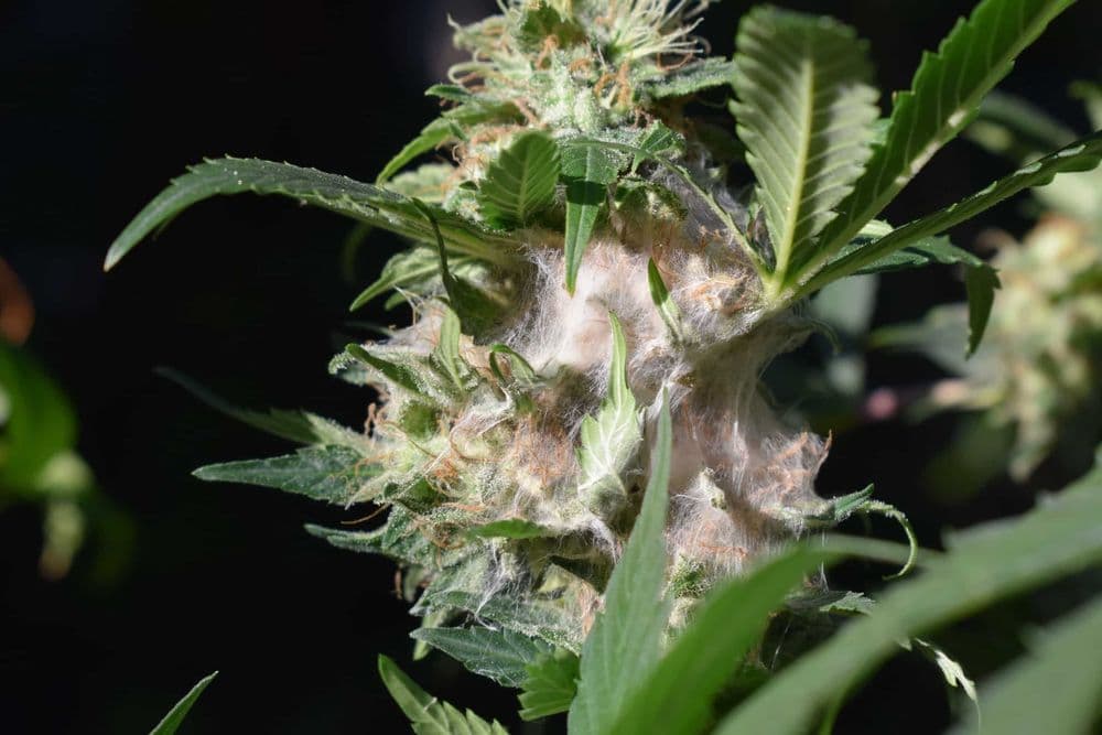 Cannabis Bud Rot