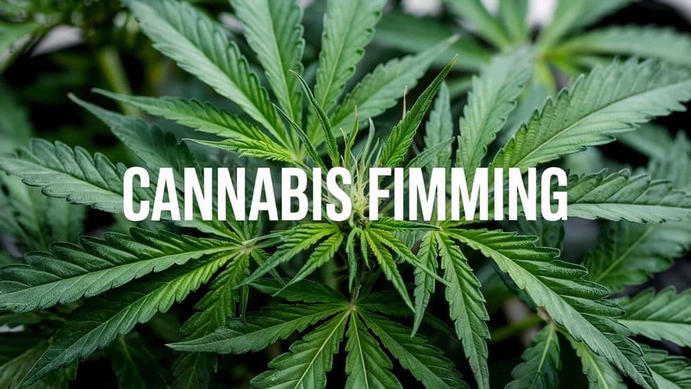 Cannabis Fimming
