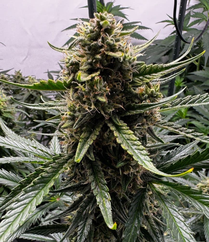 Gelato Auto von Fast Buds