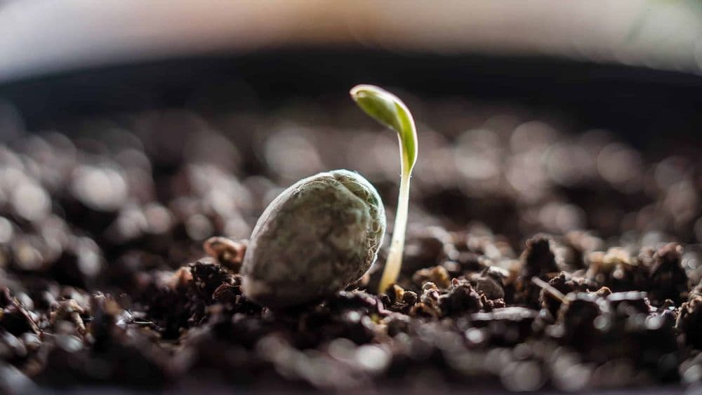 Keimung von Cannabis Samen