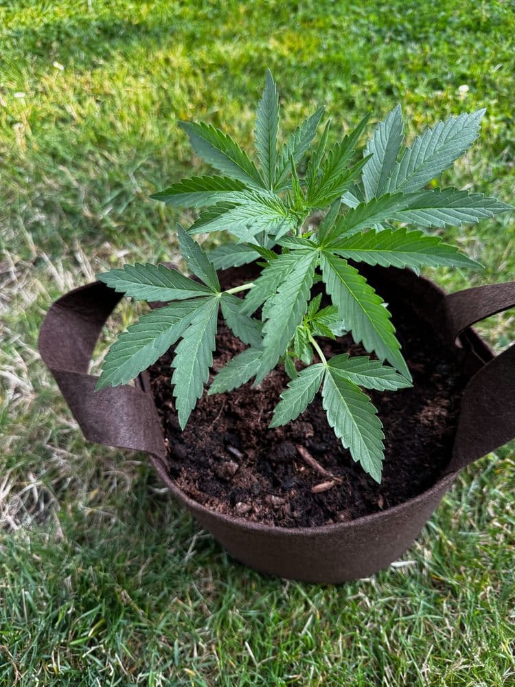 Runtz F1-Hybrid Automatic