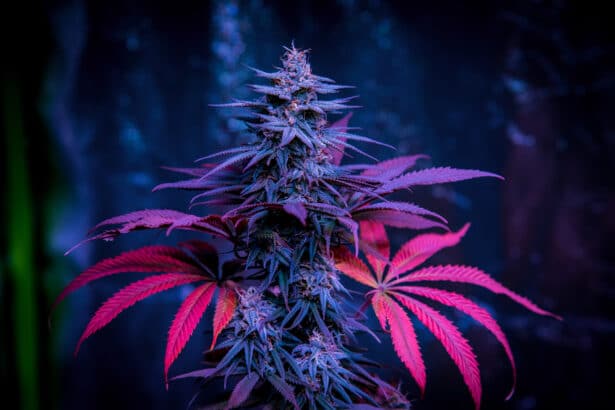 Cannabis Sorten