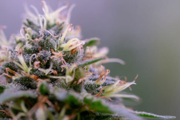 White Widow
