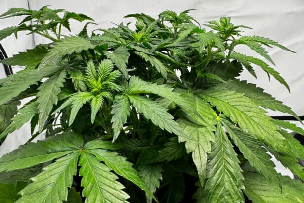 Cannabis Sorten