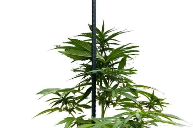 Schnelle Cannabis-Sorten - Wurlz F1