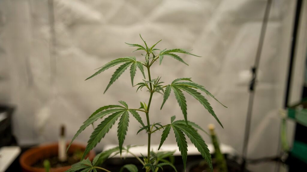 Cannabis Nodien